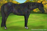 Horse Color:Midnight Black Ice 