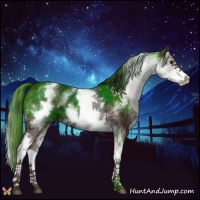 Horse Color:White Spotted Liver Chestnut 