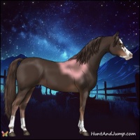Horse Color:Liver Chestnut Splash 