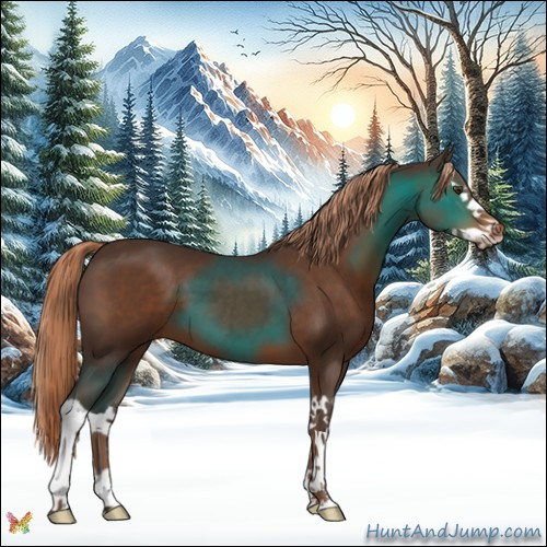 Horse Color:Liver Chestnut Splash
