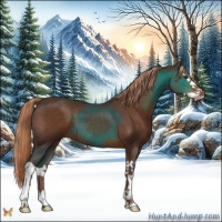 Horse Color:Liver Chestnut Splash 
