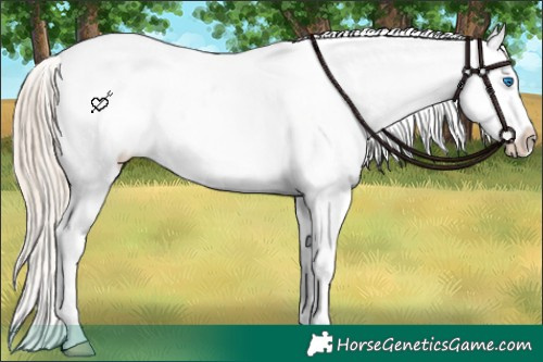Horse Color:White Spotted Chocolate Palomino Splash Appaloosa 