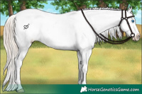 Horse Color:White Spotted Chocolate Palomino Splash Appaloosa 