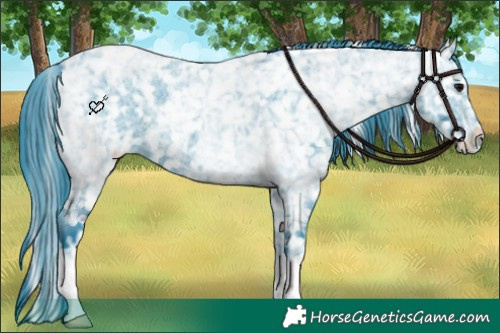Horse Color:Watercolor Blue Ice Roan Appaloosa 