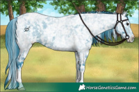 Horse Color:Watercolor Blue Ice Roan Appaloosa 