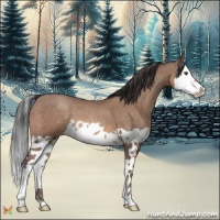 Horse Color:Sable Champagne Splash 