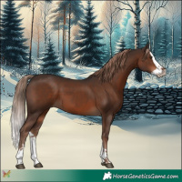 Horse Color:Liver Chestnut Splash 