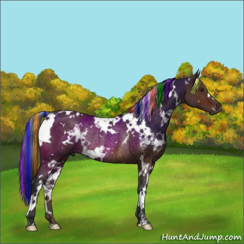Horse Color:Painted White Spotted Brown Rabicano 