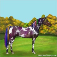 Horse Color:Painted White Spotted Brown Rabicano 