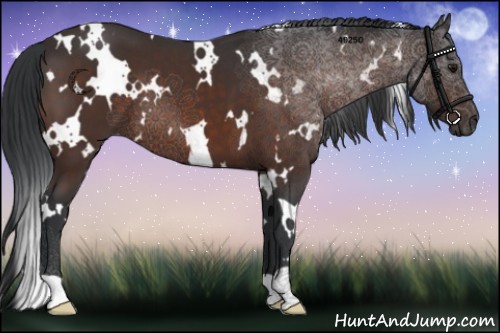 Horse Color:White Spotted Brown