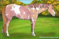 Horse Color:White Spotted Gold Champagne Sabino 