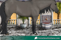 Horse Color:Grullo
