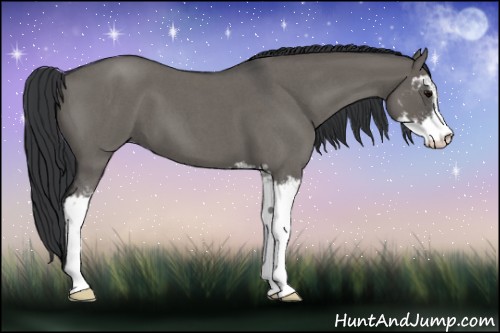 Horse Color:Grullo Roan Sabino