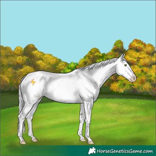 Horse Color:White Spotted Silver Sable Champagne Dun Near Leopard 