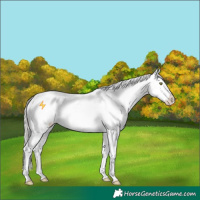 Horse Color:White Spotted Silver Sable Champagne Dun Appaloosa