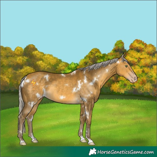 Horse Color:White Spotted Silver Sable Cream Champagne 