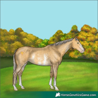 Horse Color:Silver Sable Cream Champagne Dun Sabino 