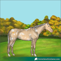 Horse Color:White Spotted Silver Amber Cream Champagne Dun