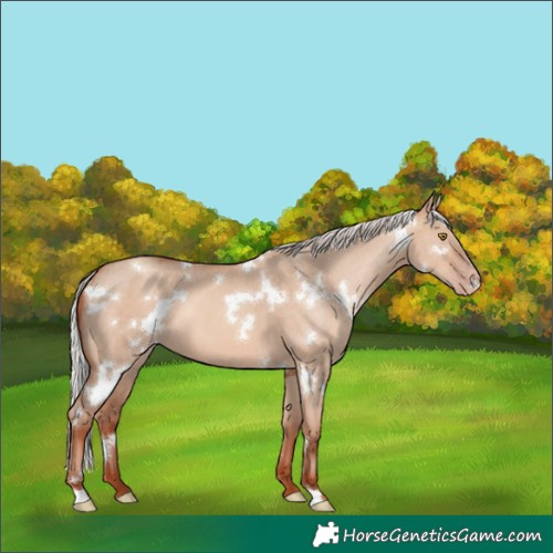 Horse Color:White Spotted Silver Sable Champagne Dun
