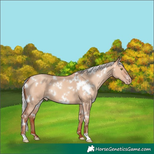 Horse Color:White Spotted Silver Sable Champagne Dun 