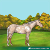 Horse Color:White Spotted Silver Sable Champagne Dun 