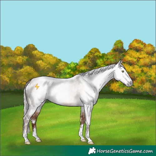 Horse Color:Gray White Spotted Silver Sable Champagne Dun 