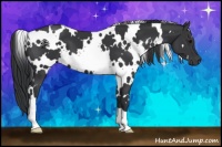 Horse Color:White Spotted Black