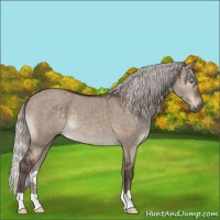 Horse Color:Silver Brown Dun Mushroom Brindle 