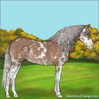 Horse Color:Silver Bay Dun Sabino 