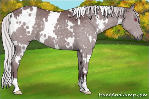 Horse Color:White Spotted Chocolate Silver Smoky Grullo Chinchilla