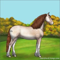 Horse Color:Buckskin Ice Pearl Onyx Sabino Rabicano 