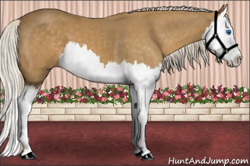 Horse Color:Palomino Splash 