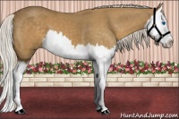 Horse Color:Palomino Splash 