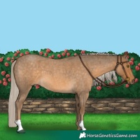 Horse Color:Chocolate Palomino Roan 