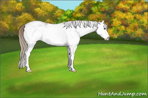 Horse Color:White Spotted Liver Red Roan Splash Rabicano 