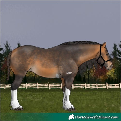 Horse Color:Buckskin Tobiano