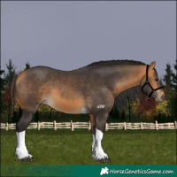 Horse Color:Buckskin Tobiano 