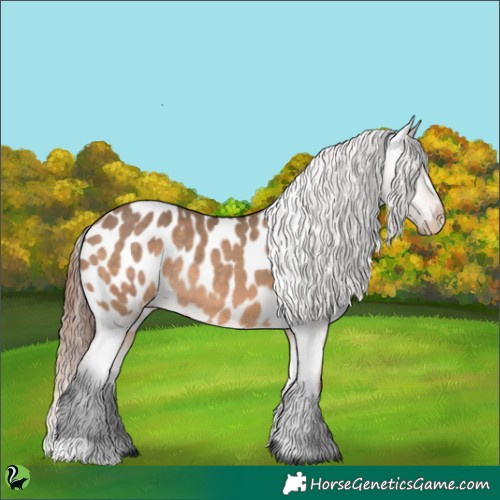 Horse Color:Brown Dun Appaloosa Rabicano 