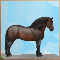 Horse Color:Brown Rabicano 