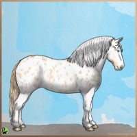 Horse Color:Amber Cream Champagne Dun Near Leopard Rabicano 