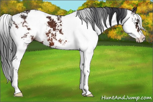 Horse Color:Brown Sabino 