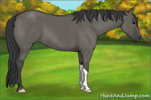 Horse Color:Grullo 