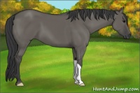 Horse Color:Grullo 