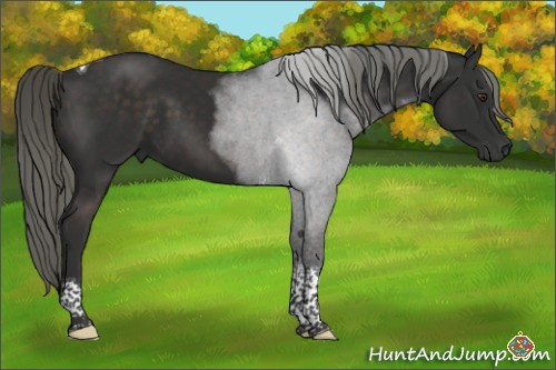 Horse Color:Liver Chestnut Mushroom Tobiano 