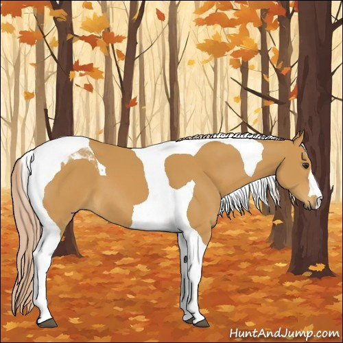 Horse Color:Palomino Tobiano 