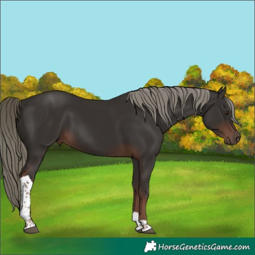 Horse Color:Liver Chestnut Mushroom Tobiano 