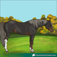 Horse Color:Liver Chestnut Mushroom Tobiano 