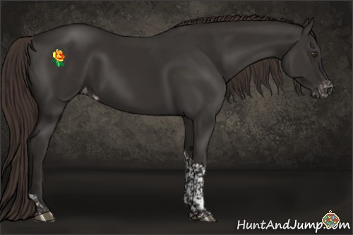 Horse Color:Liver Chestnut Tobiano Appaloosa 