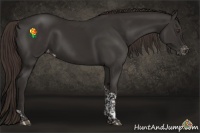 Horse Color:Liver Chestnut Tobiano Appaloosa 