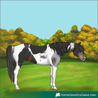 Horse Color:Liver Chestnut Tobiano 
